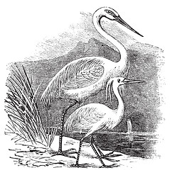 Image showing Engraving of a Great Egret (ardea alba) and Little Egret (ardea 