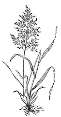 Image showing Redtop or Browntop grass, or Agnostis vulgaris or Capillaris eng