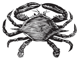 Image showing Blue Crab engraving (callinectes hastatus)