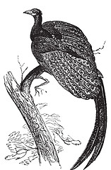 Image showing Argus giganteus or Great pheasant, common specie of pheasant old