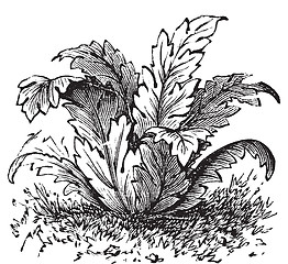 Image showing Bear's breeches or Acanthus mollis plant vintage engraving