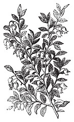 Image showing Bilberry, whortleberry or Vaccinium myrtillus engraving