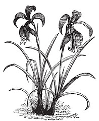 Image showing Amaryllis, belladonna lily or naked lady flower vintage engravin