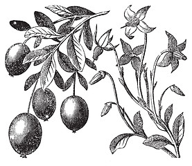 Image showing Cranberry vintage engraving