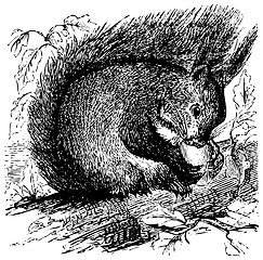 Image showing Red squirrel or Sciurus vulgaris chewing on an acorn
