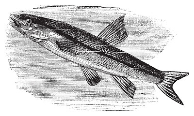 Image showing Blacknosed dace, rhinichthys atratulus or argyreus atronasus old