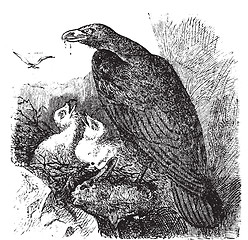 Image showing Golden eagle or Aquila chrysaetos vintage engraving, vector.