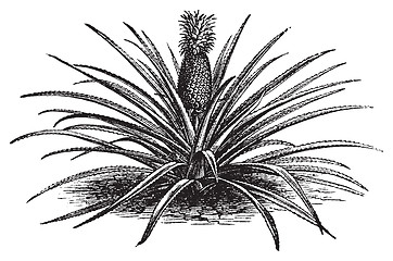 Image showing Pineapple, ananassa sativa or ananas comosus old vintage engravi