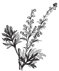 Image showing Absinthe plant, Artemisia absinthium or wormwood engraving