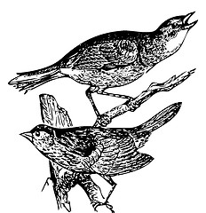 Image showing Old engraving of a Seaside sparrow and Lincoln's sparrow