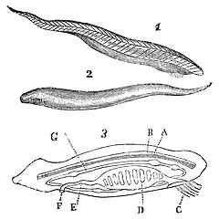 Image showing Lancelet ( amphioxus lanceolatus ) top, bottom and inside view v