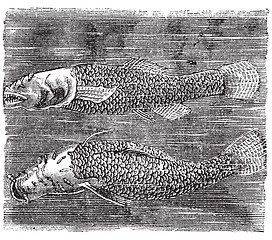 Image showing Northern cavefish or  Amblyopsis spelaea vintage engraving.