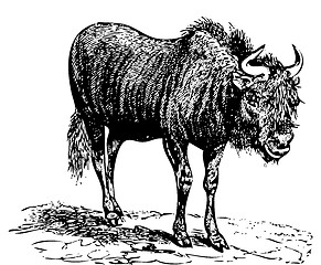 Image showing Black Wildebeest (gnu) old engraving