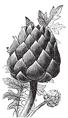 Image showing Artichoke, globe artichoke or Cynara cardunculus old engraving.