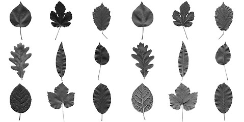 Image showing Leaves collage