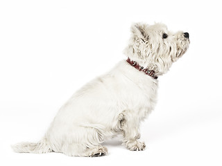 Image showing white Terrier