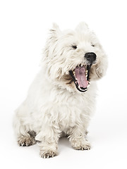 Image showing white Terrier