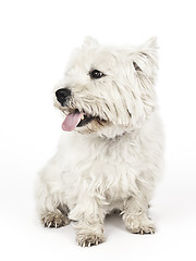 Image showing white Terrier