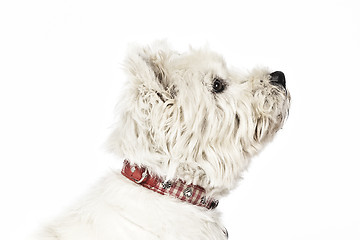 Image showing white Terrier