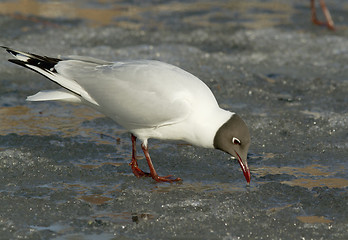 Image showing Black-headed Gull