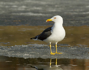 Image showing Lesser Black-backed Gull