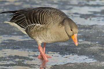 Image showing Greylag Goose.