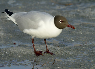 Image showing Black-headed Gull