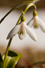 Image showing Snowdrops