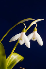 Image showing Snowdrops