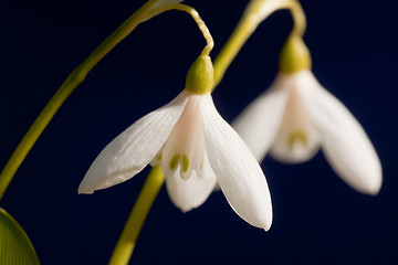 Image showing Snowdrops