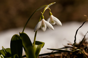 Image showing snowdrops