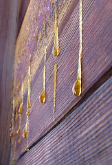 Image showing Drops of resin on old wall