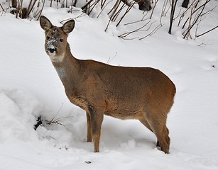 Image showing Roe deer in snow