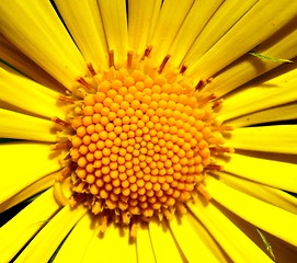 Image showing yellow flower