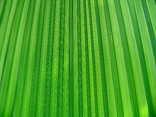 Image showing Leaf background