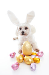 Image showing Cute puppy with bunny ears easter eggs