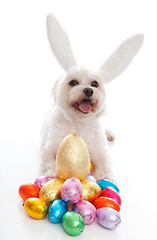 Image showing Happy Easter dog with bunny ears