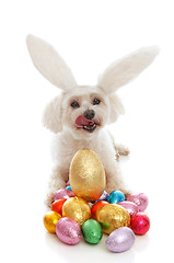 Image showing Pet dog bunny ears easter eggs