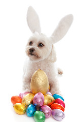 Image showing Pet dog animal with easter eggs