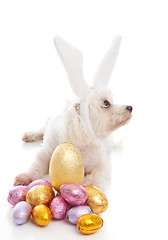 Image showing Easter dog with bunny ears and eggs