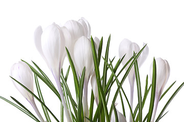 Image showing Crocuses