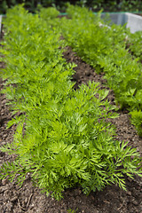 Image showing Garden Carrots