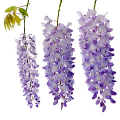 Image showing Wisteria flowers