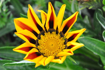 Image showing Sunflower