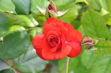 Image showing Rose