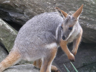 Image showing Kangaroo