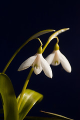 Image showing Snowdrops