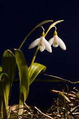 Image showing Snowdrops