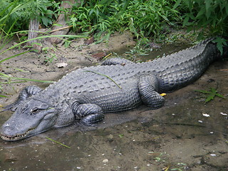 Image showing Crocodile