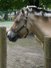 Image showing Horse